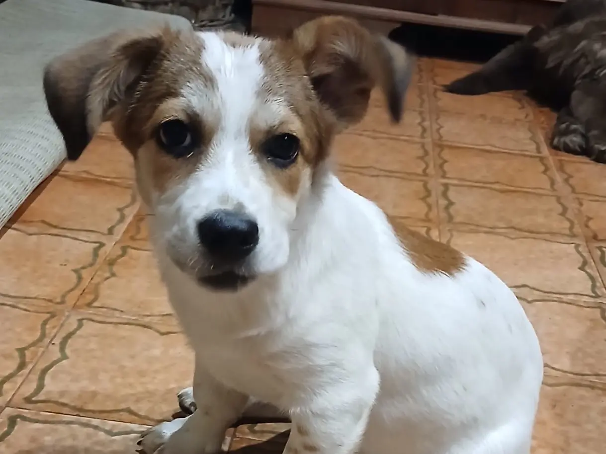 Adozione cane, femmina, Razza sconosciuta Razza sconosciuta, 6 mesi, taglia media, Genova