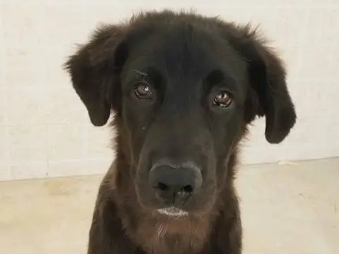 Adotta un cane, taglia grande, maschio, Taranto