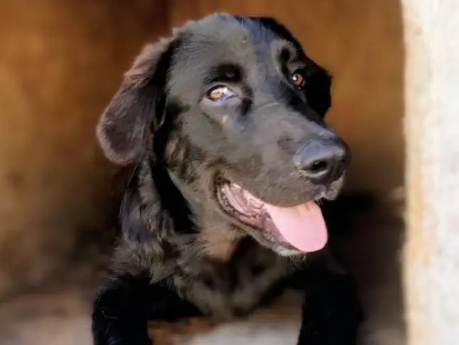 Adotta un cane, maschio, 7 mesi, Taranto