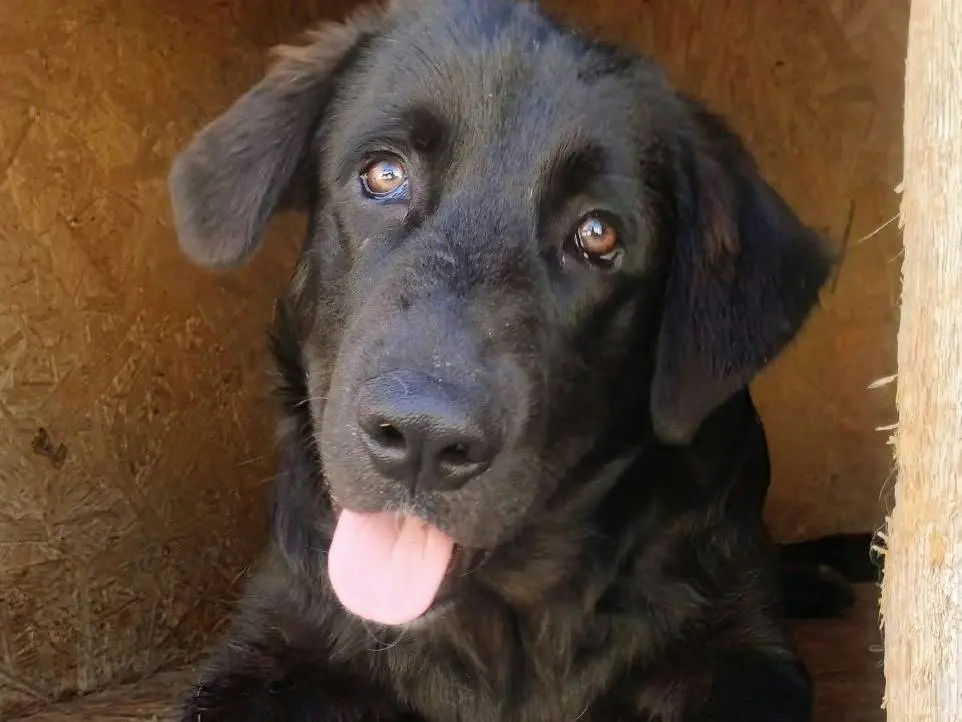 Adozione cane, maschio, Razza sconosciuta Razza sconosciuta, 7 mesi, taglia grande, Taranto