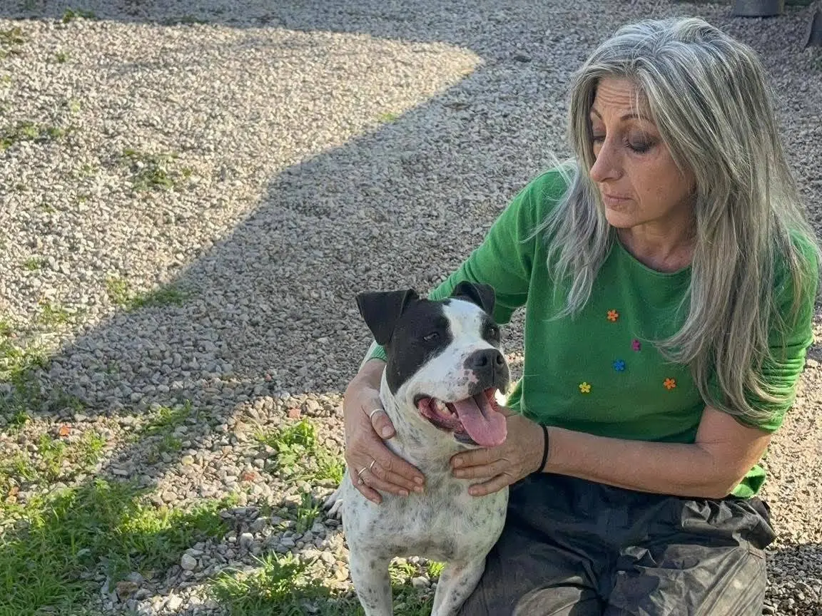 Adotta il cane Desy a Palermo