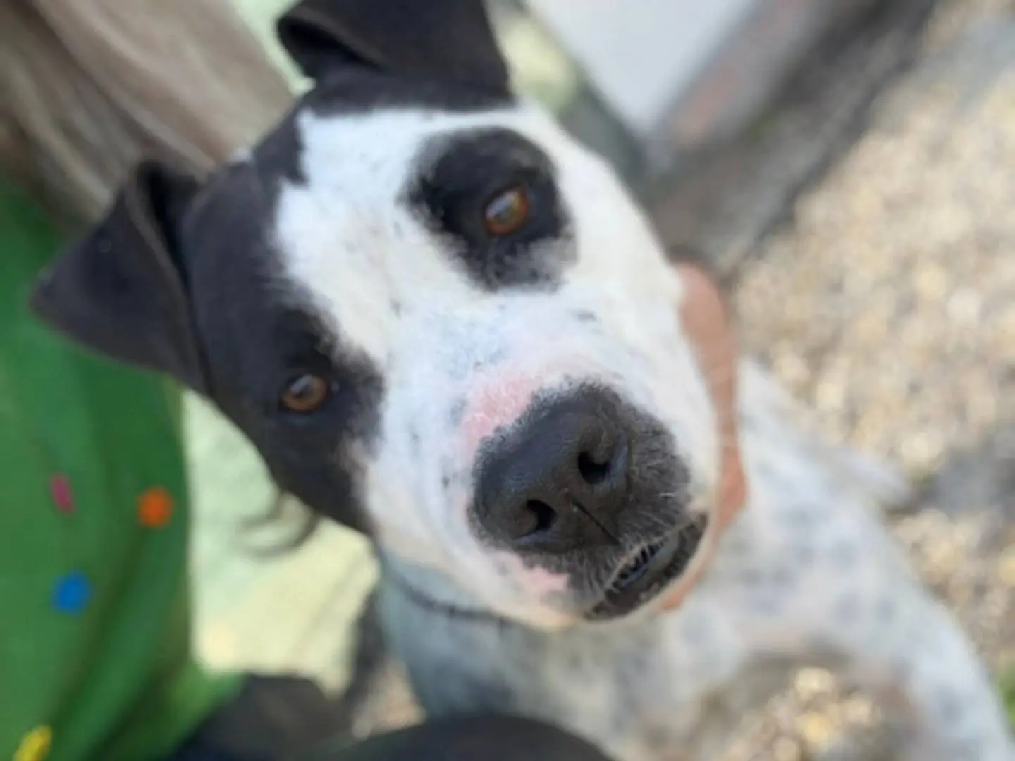 Vuoi adottare un cane a Palermo?