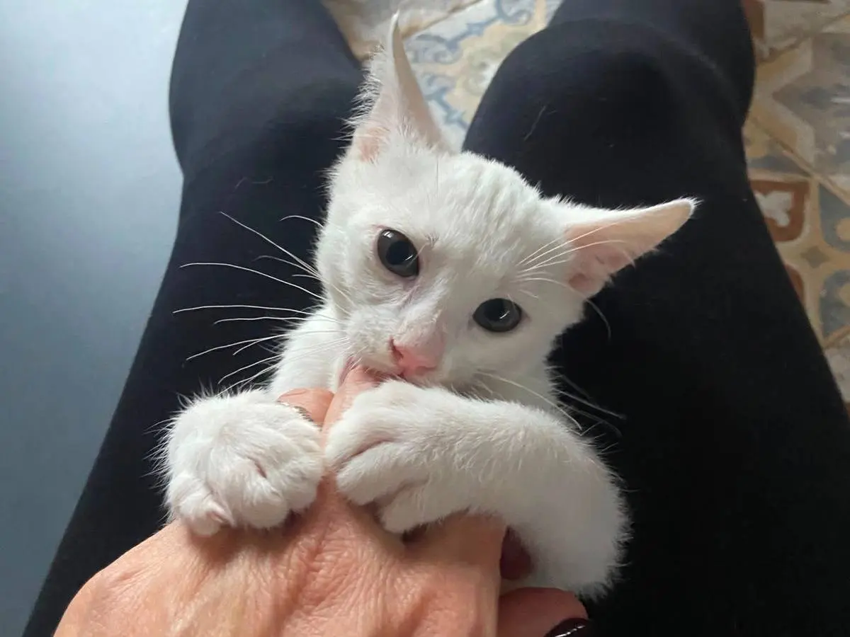 Vuoi adottare un gatto a Ferrara?