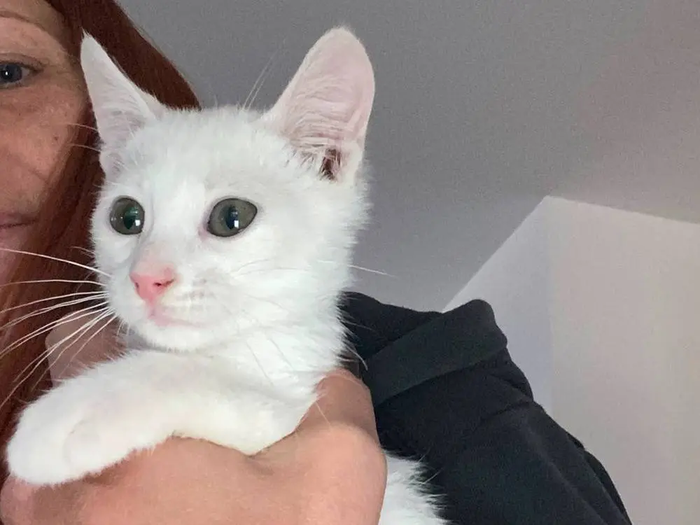 Adotta un gatto, maschio, 2 mesi, Ferrara