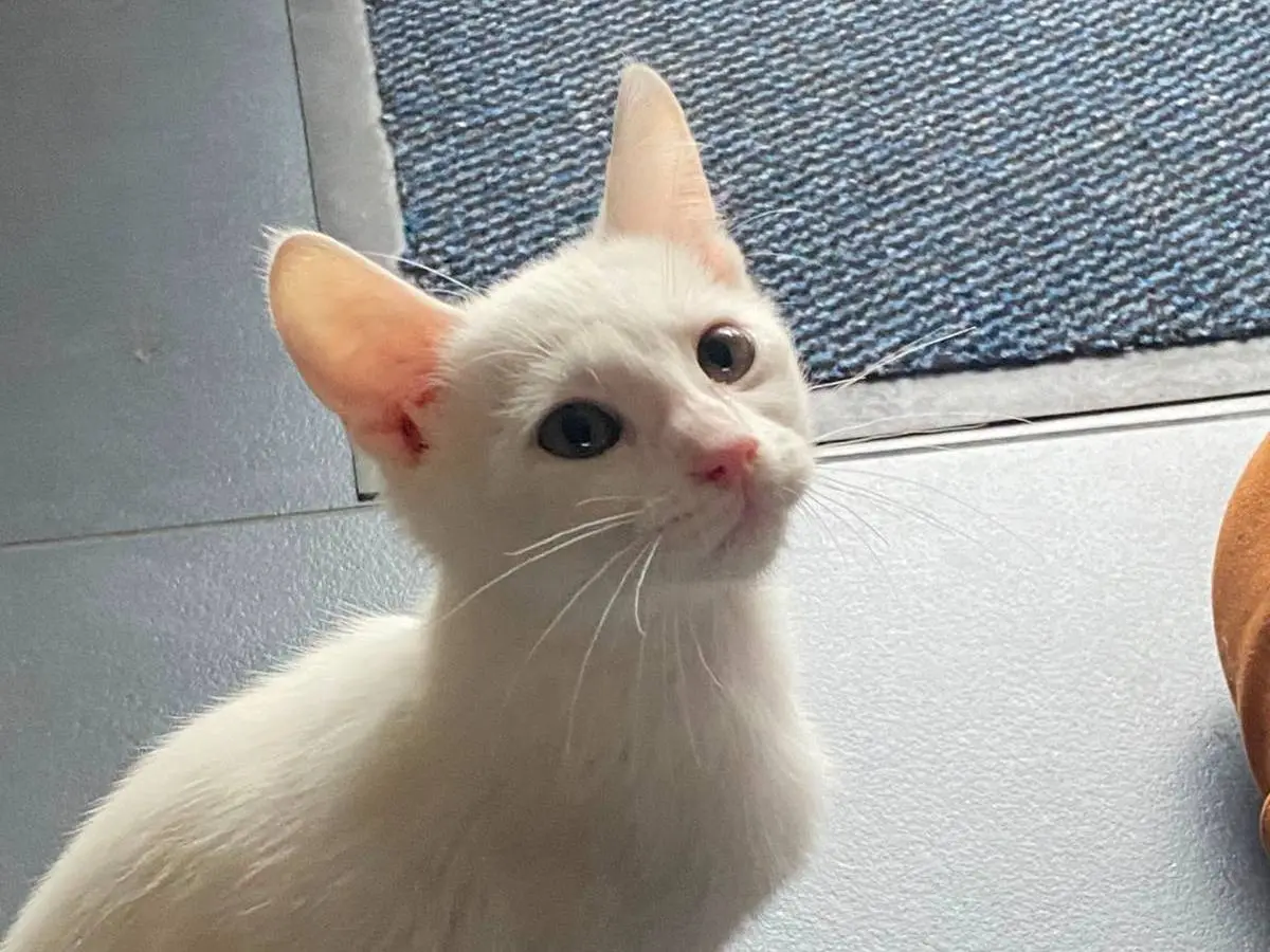 Adozione gatto, maschio, Razza sconosciuta Razza sconosciuta, 2 mesi, taglia non valida, Ferrara