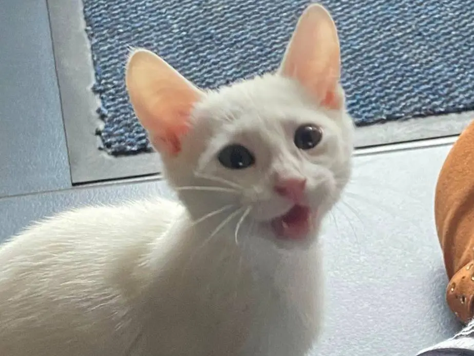 Adotta un gatto, taglia non valida, maschio, Ferrara