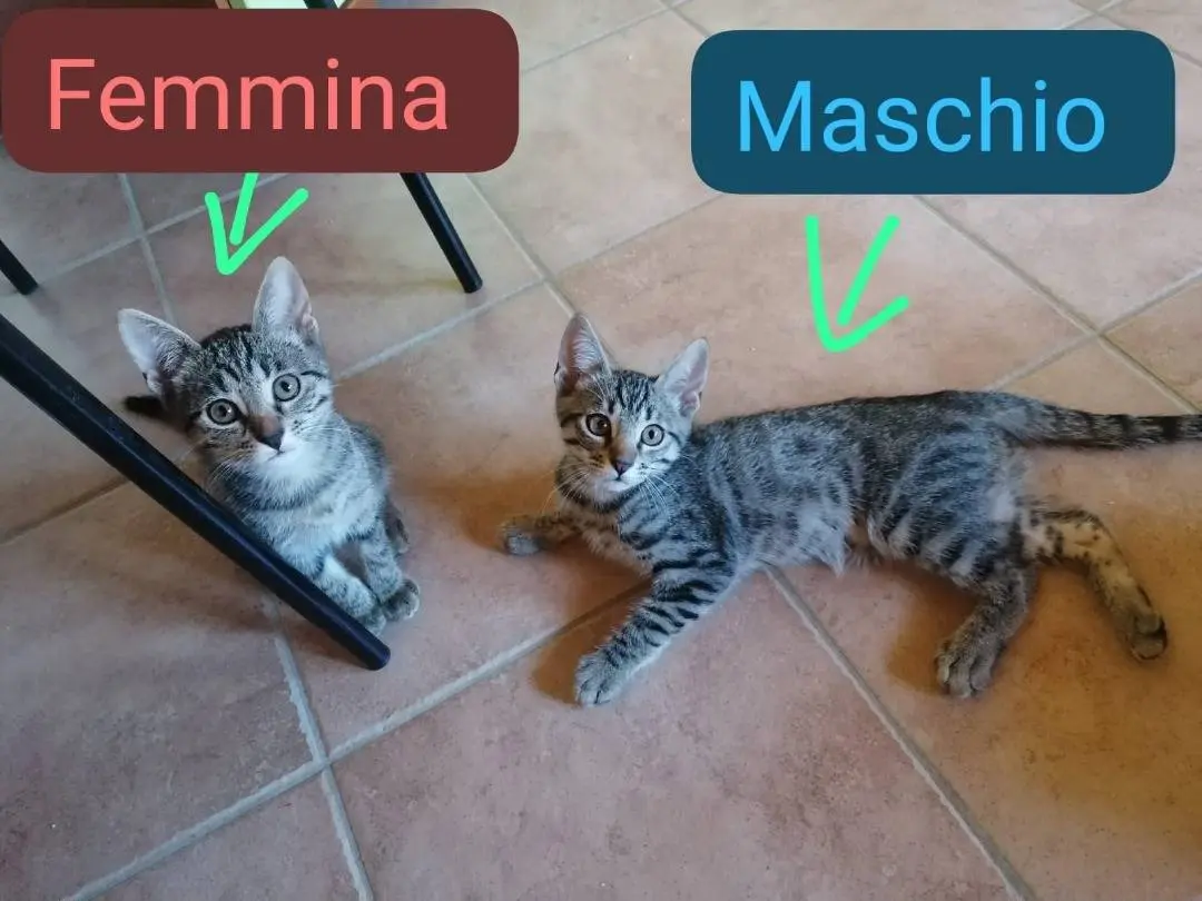 Foto 2 dell'animale
