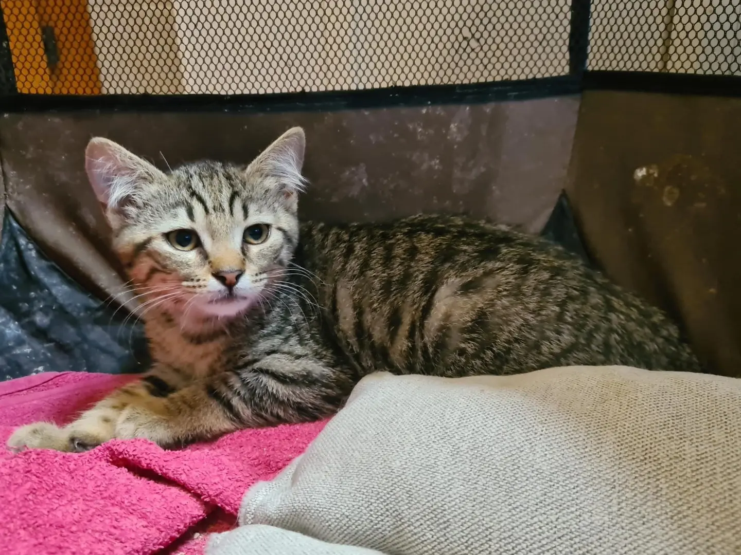 Adotta un gatto, maschio, 7 mesi, Trento