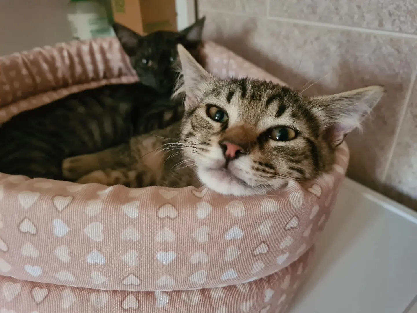 Adotta un gatto, taglia non valida, maschio, Trento
