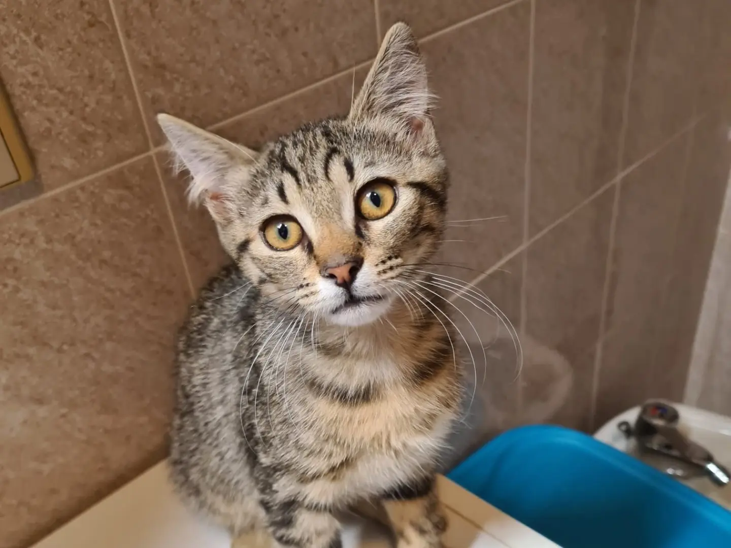 Adozione gatto, maschio, Razza sconosciuta Razza sconosciuta, 7 mesi, taglia non valida, Trento