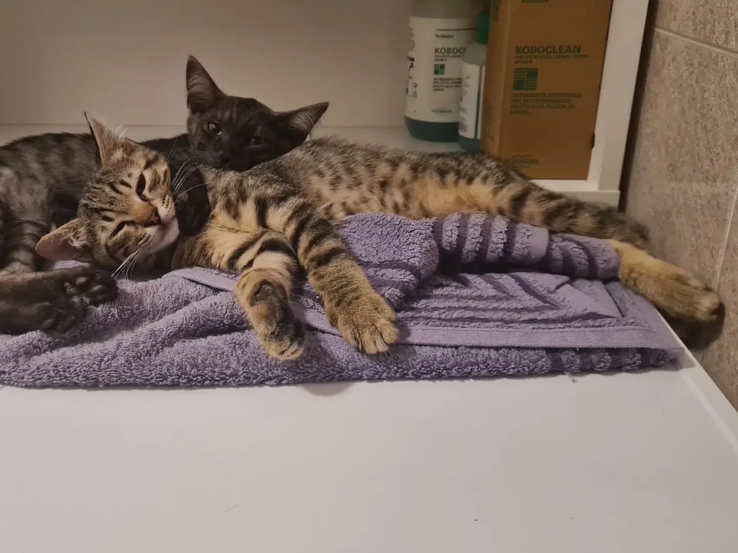 Vuoi adottare un gatto a Trento?