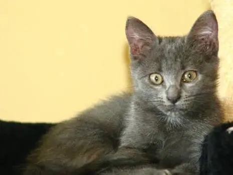 Adozione gatto, femmina, Razza sconosciuta Razza sconosciuta, 4 mesi, taglia non valida, Torino