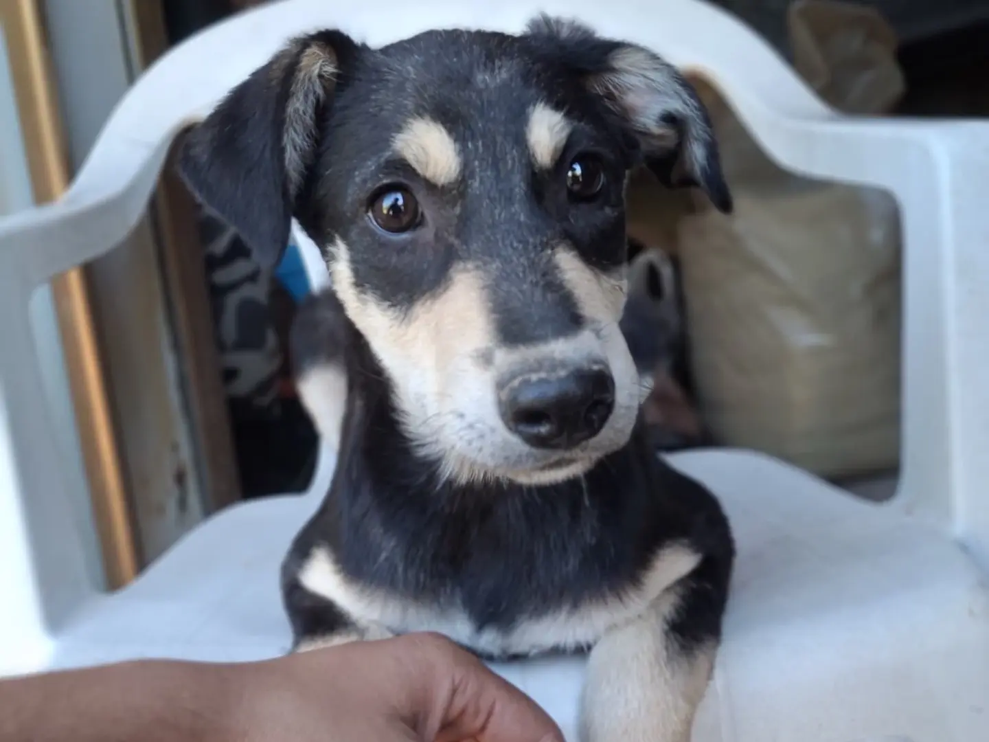Vuoi adottare un cane a Milano?