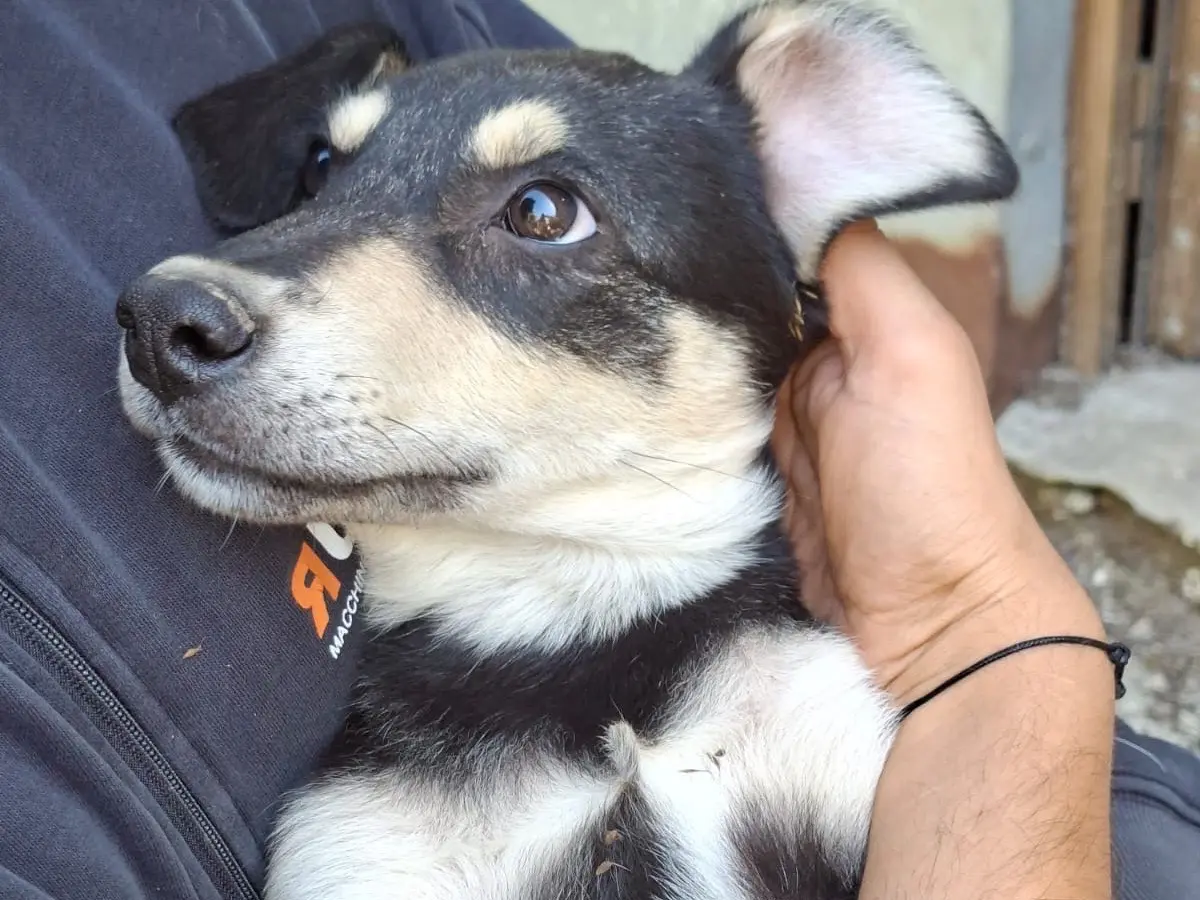 Adotta il cane Serena a Milano