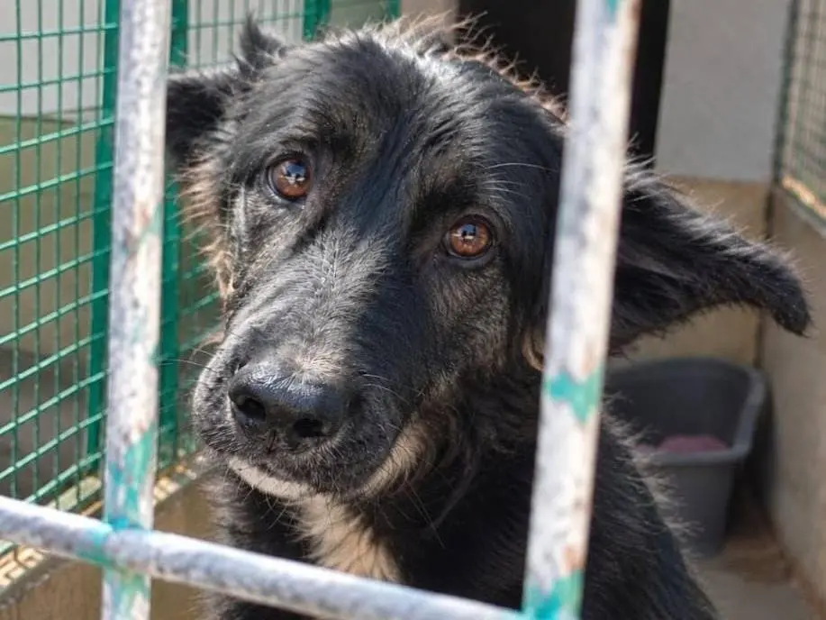 Adotta un cane, maschio, 7 mesi, Asti