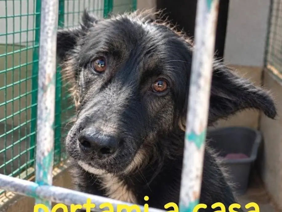 Adozione cane, maschio, Razza sconosciuta Razza sconosciuta, 7 mesi, taglia media, Asti