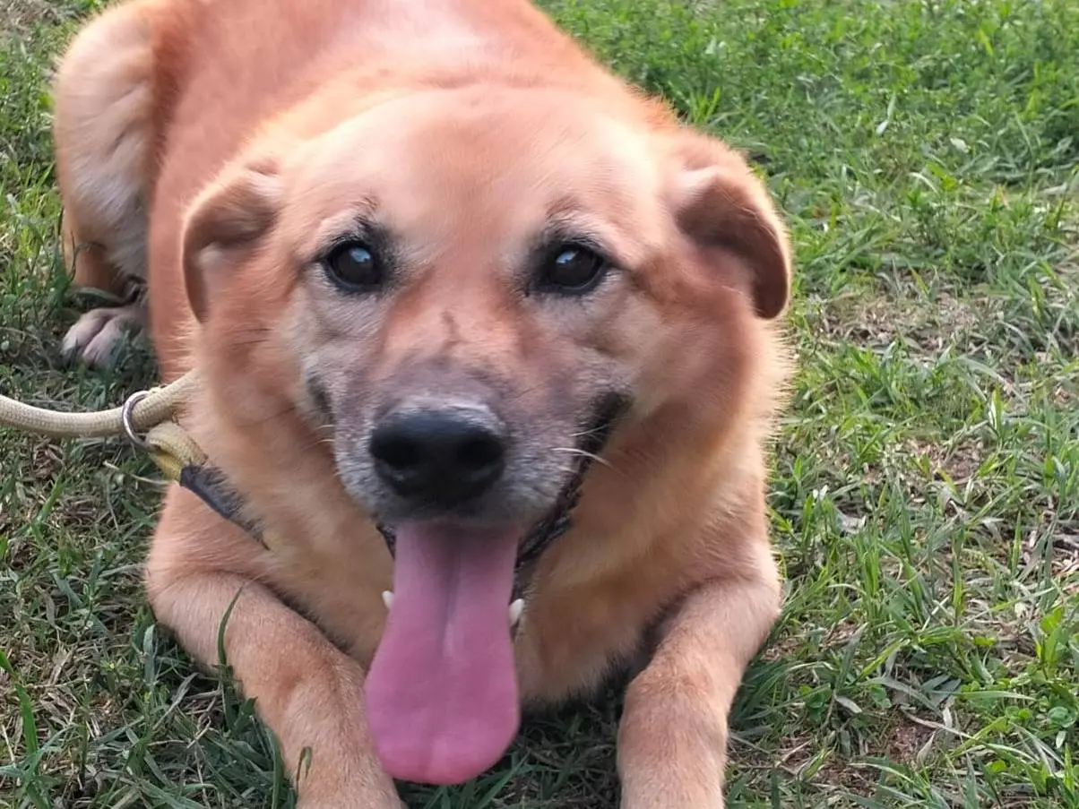 Adotta un cane, femmina, 8 anni e 2 mesi, Roma
