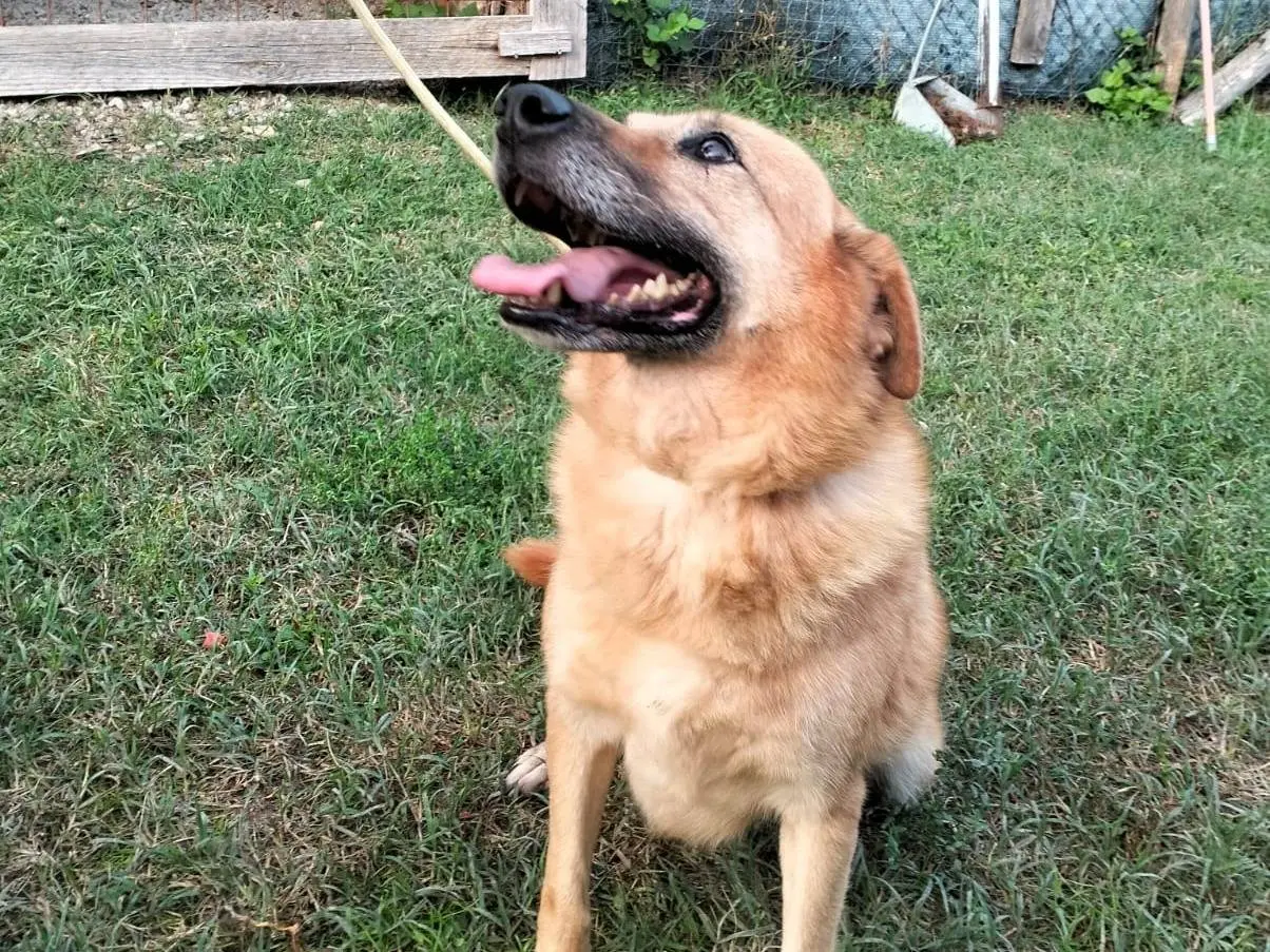 Vuoi adottare un cane a Roma?