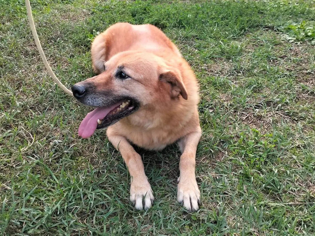 Adotta un cane, taglia media contenuta, femmina, Roma