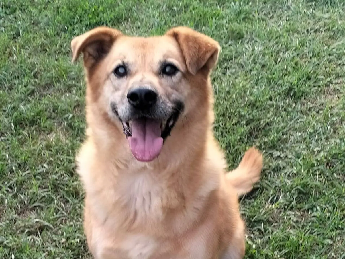 Adozione cane, femmina, Razza sconosciuta Razza sconosciuta, 8 anni e 2 mesi, taglia media contenuta, Roma