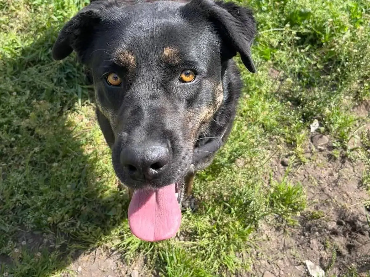 Vuoi adottare un cane a Caserta?