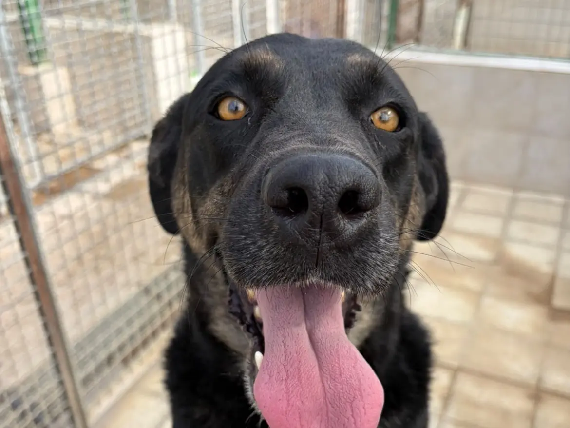 Adotta un cane, femmina, 5 anni e 4 mesi, Caserta
