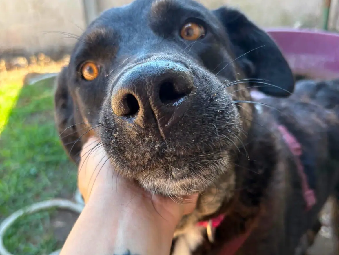 Adotta un cane, taglia grande, femmina, Caserta