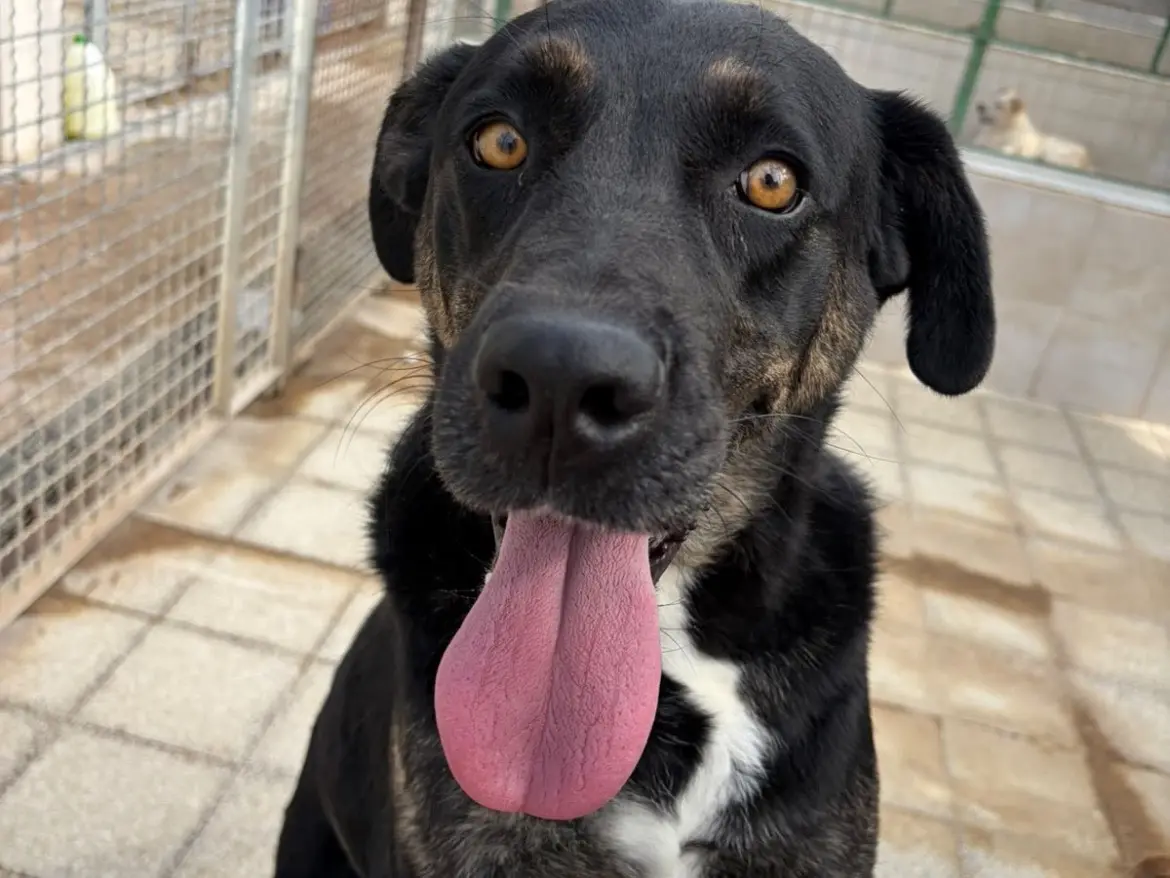 Adozione cane, femmina, Razza sconosciuta Razza sconosciuta, 5 anni e 4 mesi, taglia grande, Caserta