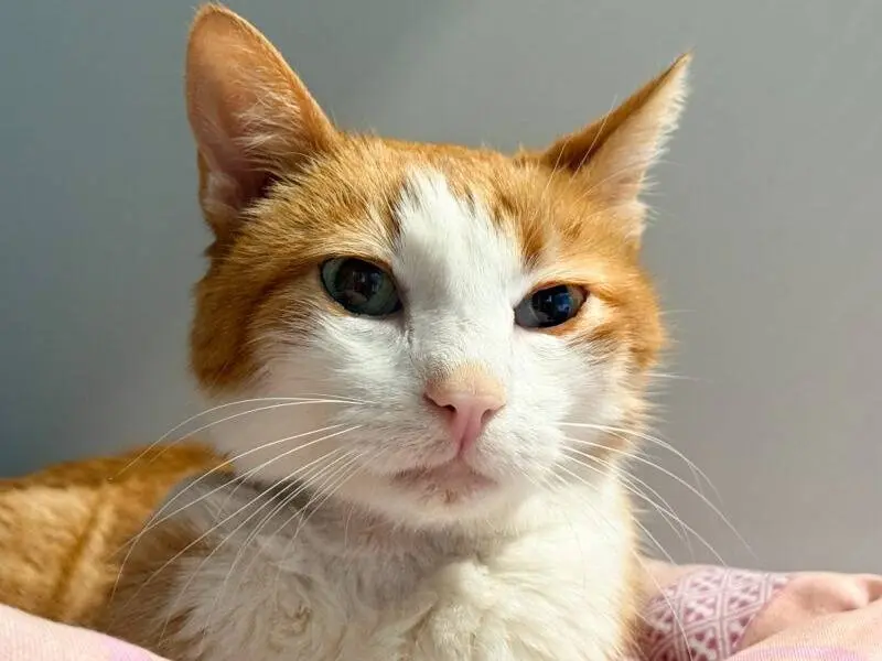Adozione gatto, maschio, Razza sconosciuta Razza sconosciuta, 7 anni e 7 mesi, taglia non valida, Monza