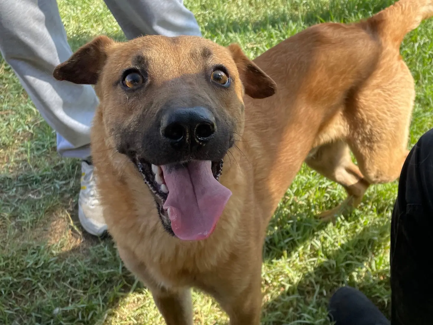 Adozione cane, maschio, Razza sconosciuta Razza sconosciuta, 2 anni e 11 mesi, taglia media contenuta, Latina