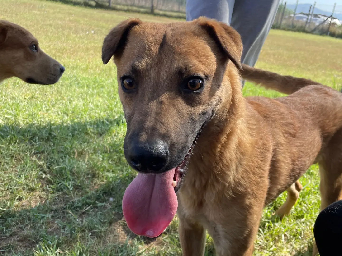 Adotta un cane, maschio, 2 anni e 11 mesi, Latina