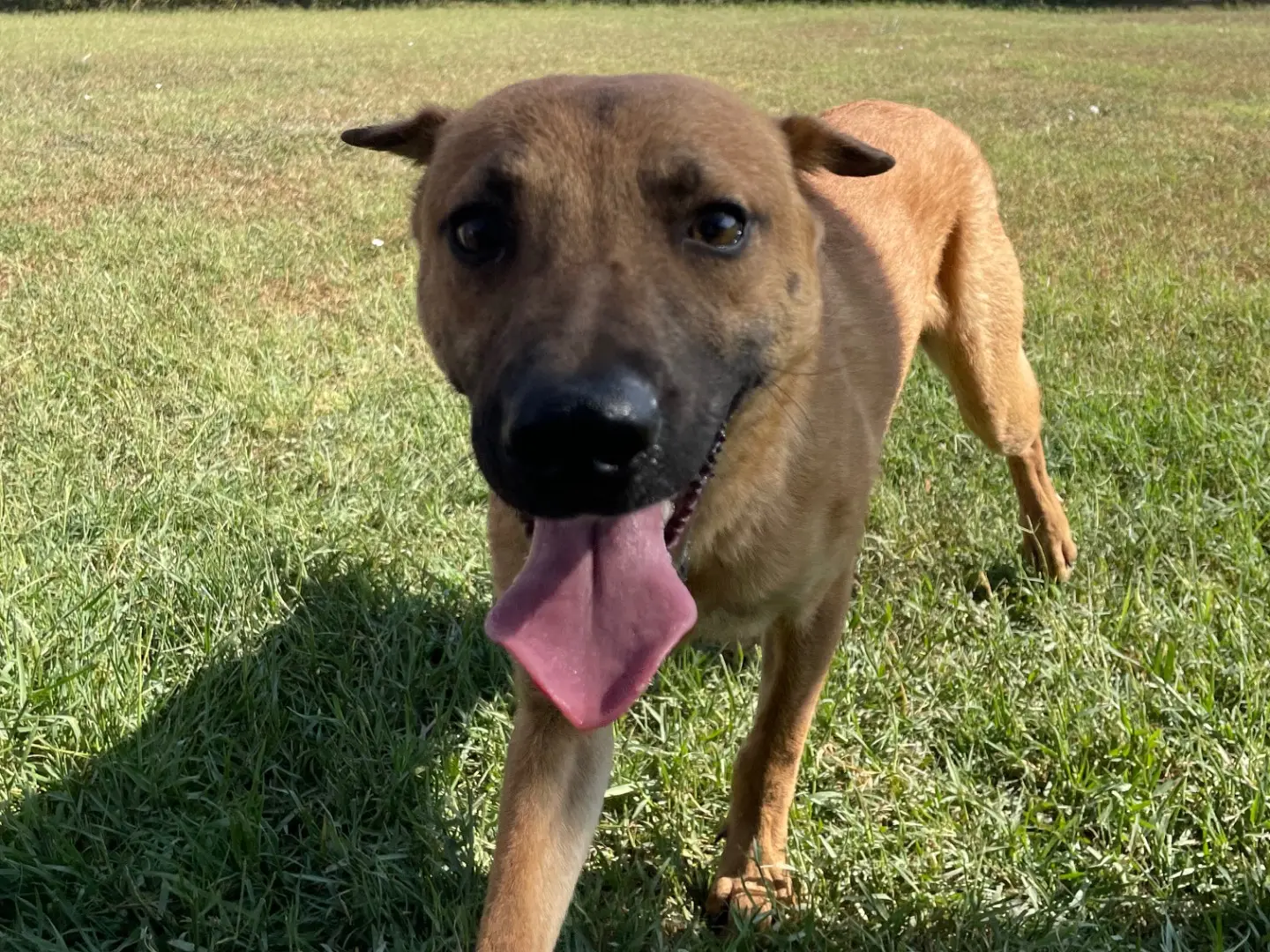 Adotta un cane, taglia media contenuta, maschio, Latina