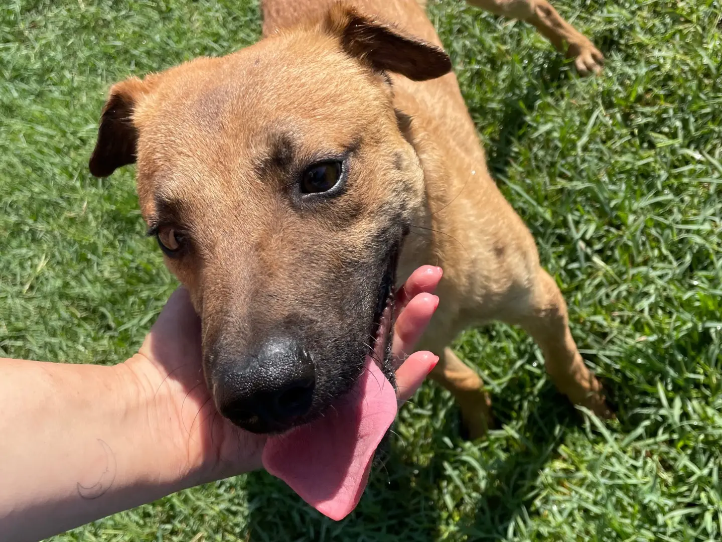 Vuoi adottare un cane a Latina?