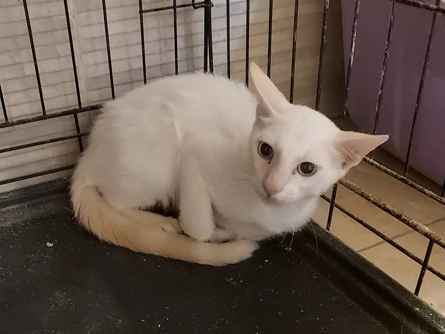 Adotta un gatto, femmina, 2 anni e 6 mesi, Rimini