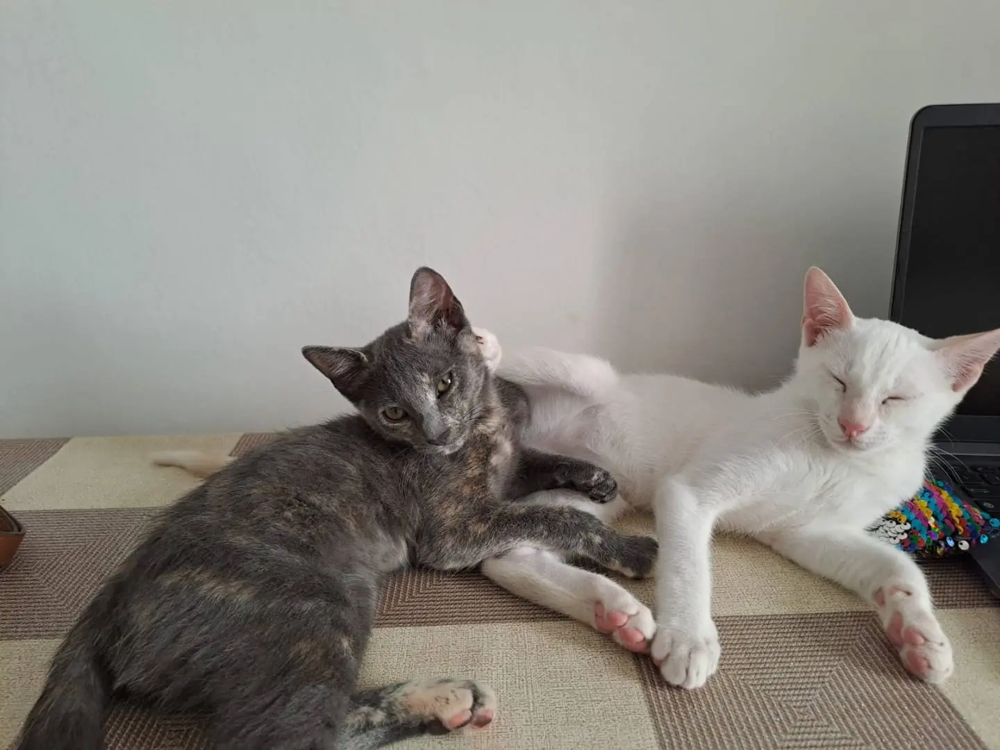 Adozione gatto, femmina, meticcio, 2 anni e 6 mesi, taglia non valida, Rimini
