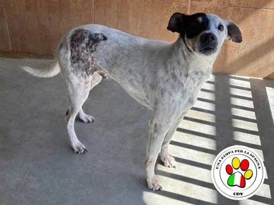 Adozione cane, maschio, Razza sconosciuta Razza sconosciuta, 2 anni e 6 mesi, taglia media contenuta, Milano