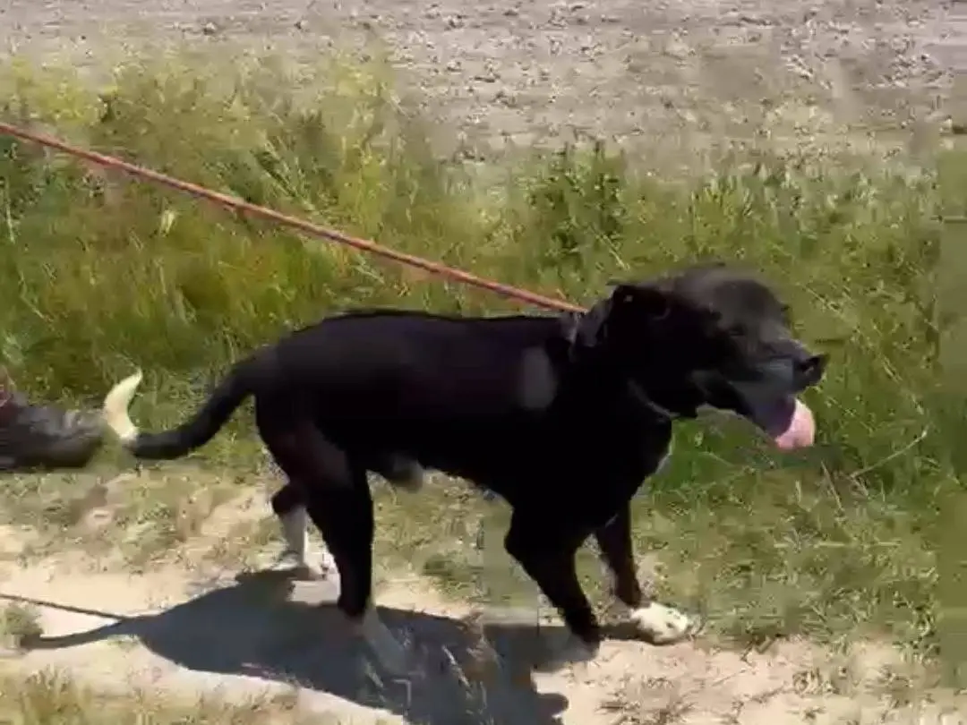 Adotta un cane, taglia media, maschio, Pavia