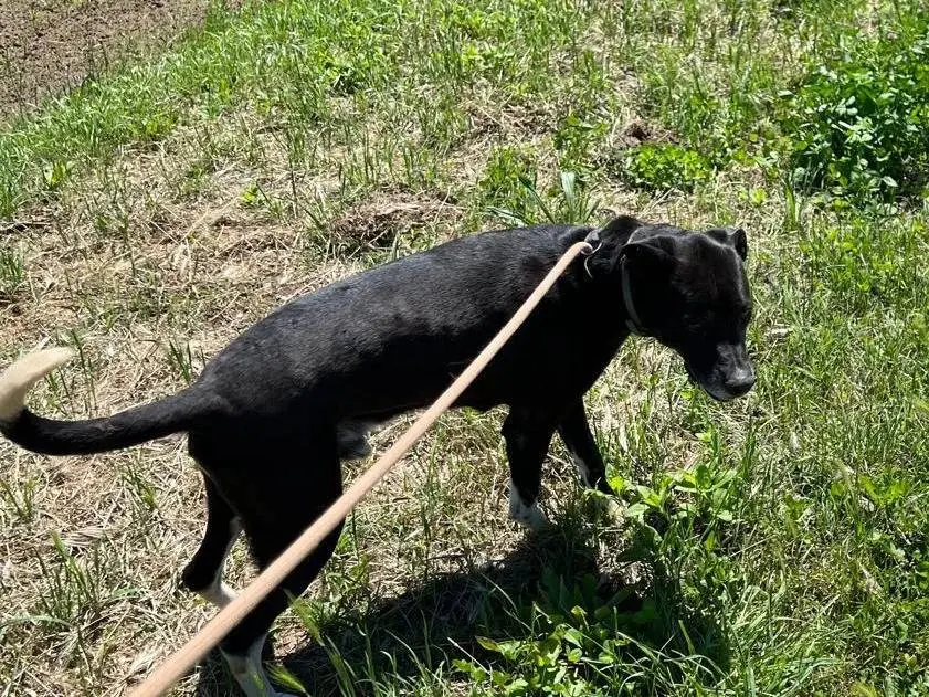 Adozione cane, maschio, Razza sconosciuta Razza sconosciuta, 11 anni e 3 mesi, taglia media, Pavia