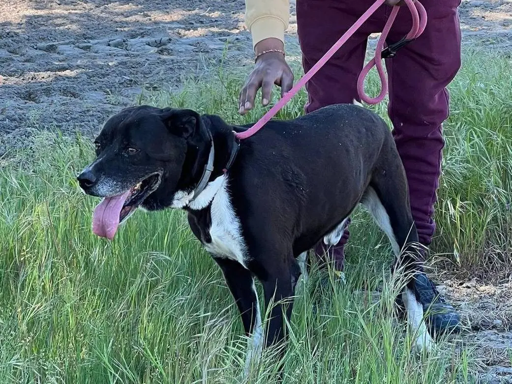 Adotta un cane, maschio, 11 anni e 3 mesi, Pavia