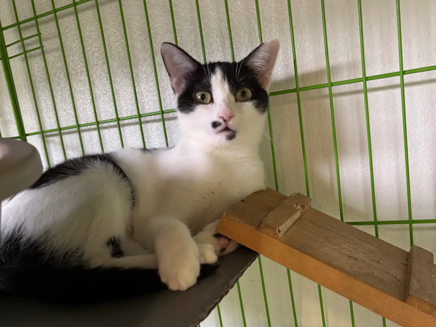 Adotta un gatto, femmina, 6 mesi, Brescia