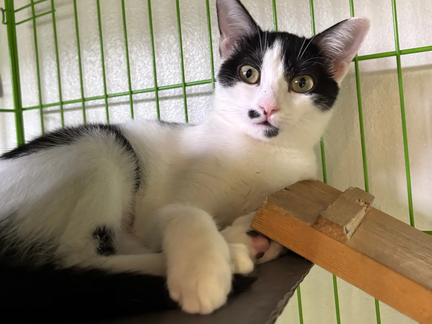 Adozione gatto, femmina, Razza sconosciuta Razza sconosciuta, 6 mesi, taglia non valida, Brescia