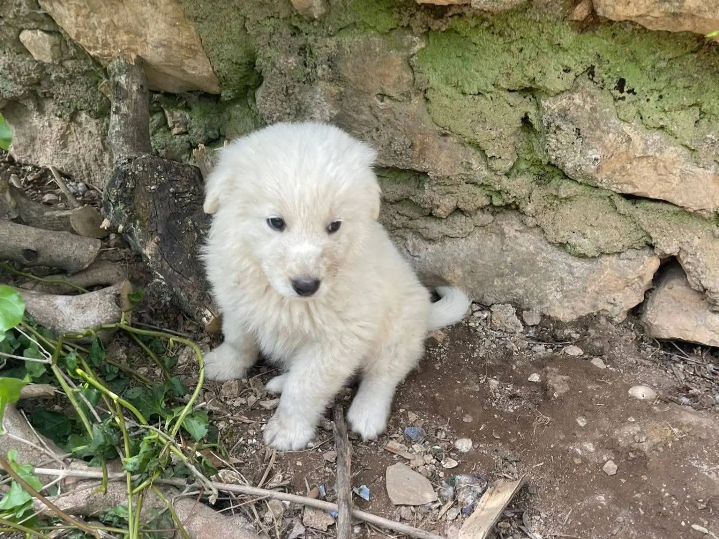 Vuoi adottare un cane a Frosinone?