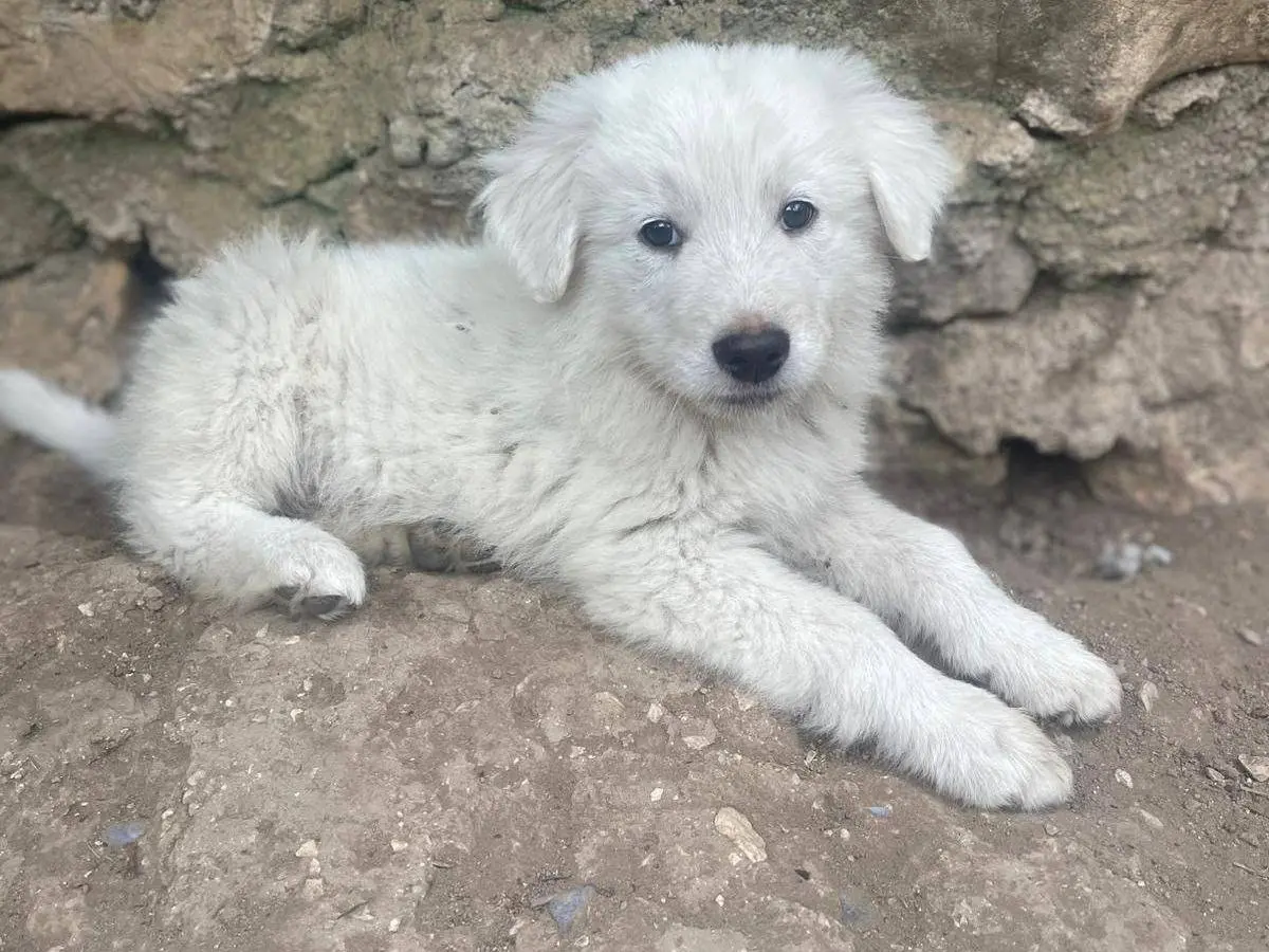 Adotta un cane, taglia media, maschio, Frosinone