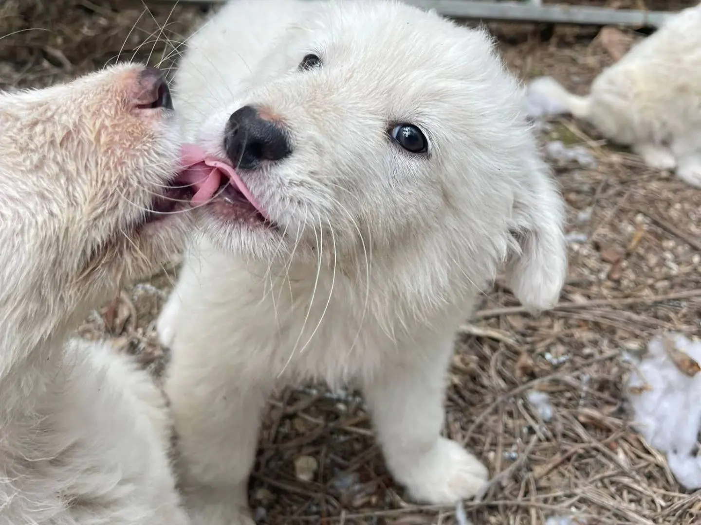 Adotta un cane, maschio, 6 mesi, Frosinone