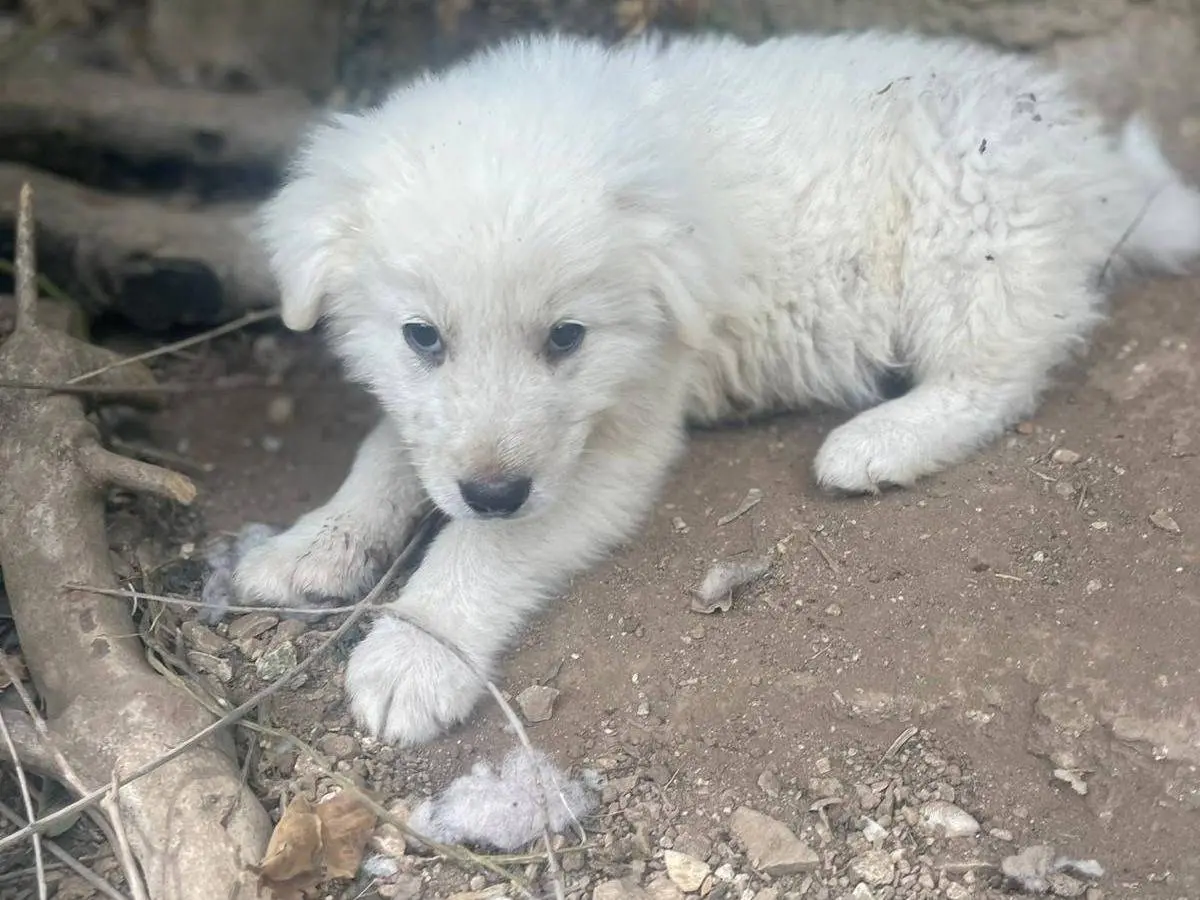Adozione cane, maschio, Razza sconosciuta Razza sconosciuta, 6 mesi, taglia media, Frosinone