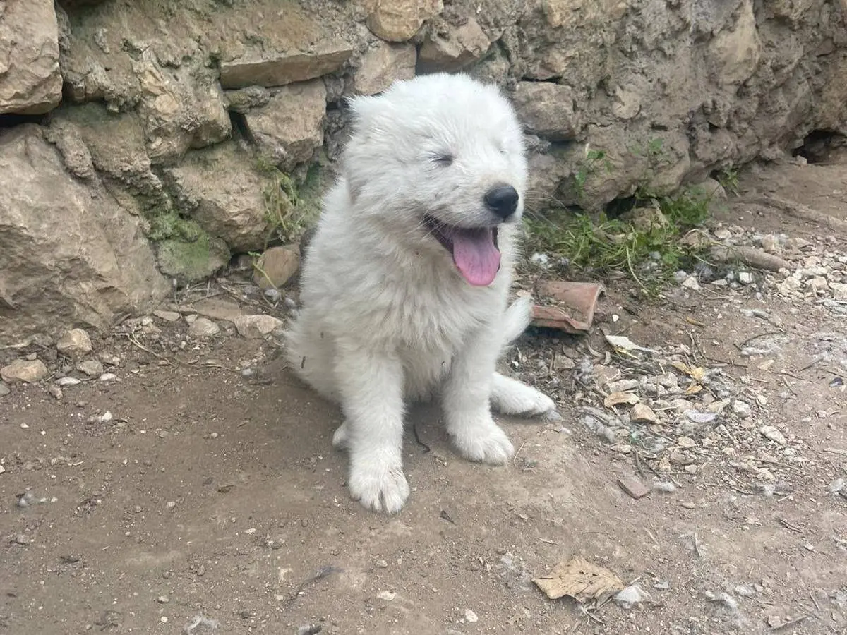 Adotta il cane Beppe a Frosinone