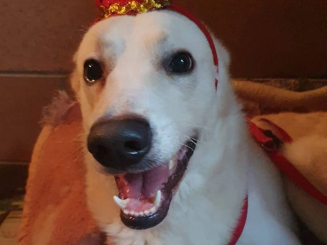 Adotta un cane, maschio, 4 anni e 8 mesi, Monza