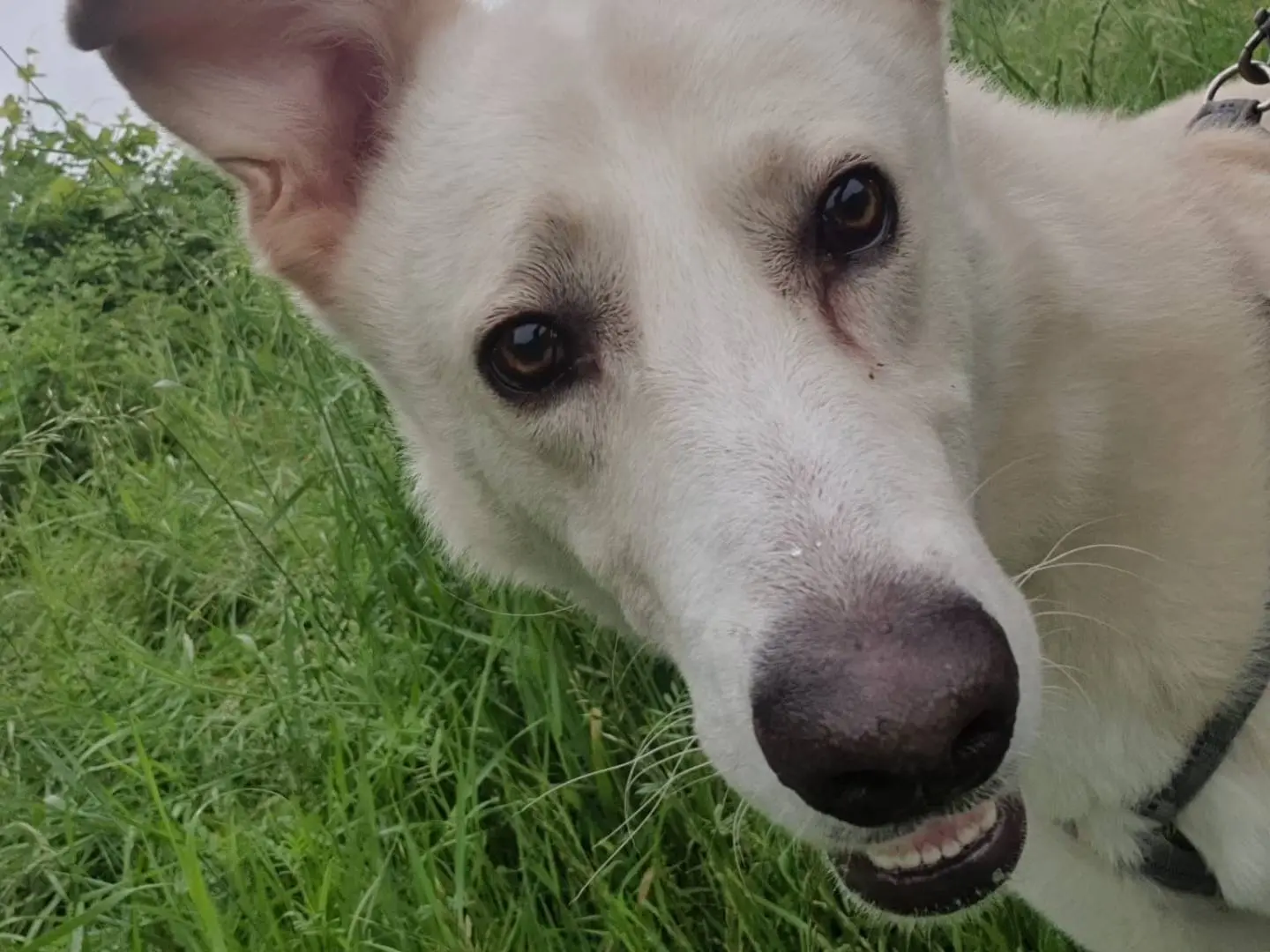 Adotta il cane Oliver a Monza