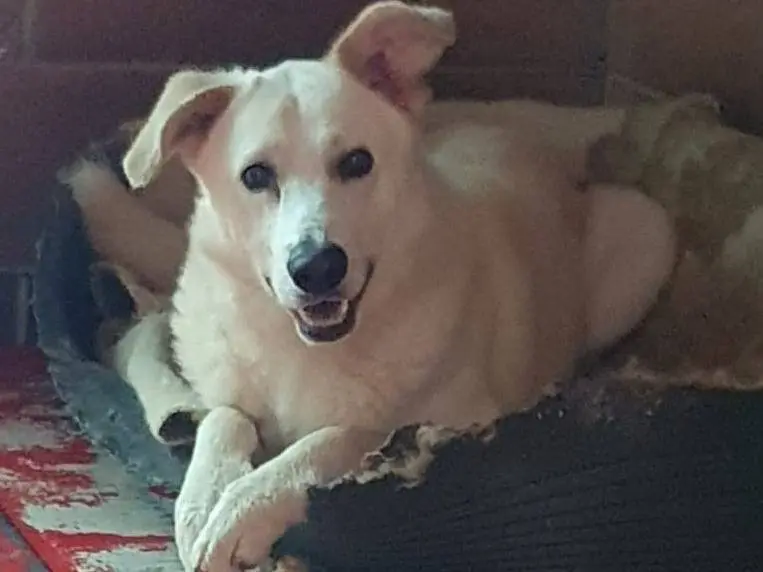 Adozione cane, maschio, Razza sconosciuta Razza sconosciuta, 4 anni e 8 mesi, taglia media, Monza