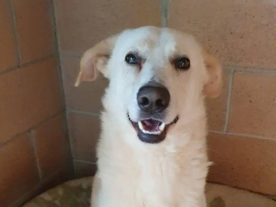 Vuoi adottare un cane a Monza?